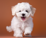 Poochon Puppies For Sale Pilesgrove Pups